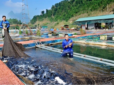 Hướng dẫn nuôi cá lồng bè trên hồ chứa