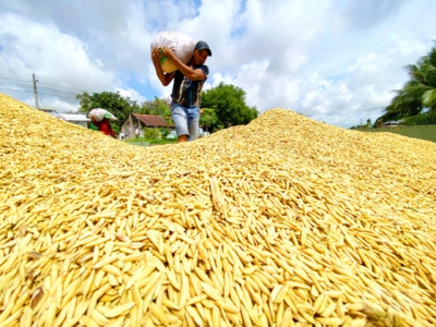 Good signs for early autumn-winter paddy rice