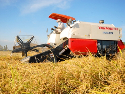 Training on establishing and issuing codes for export rice growing areas