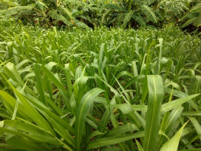 Giống cỏ Tân Ghi-nê phù hợp chế biến cho chăn nuôi