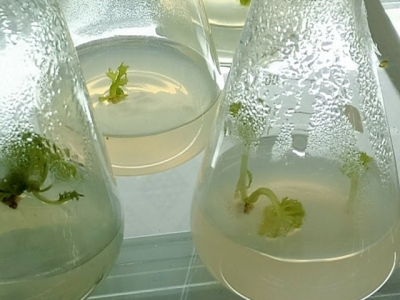 Breeding Ngoc Linh Ginseng through the use of cell tissue culture