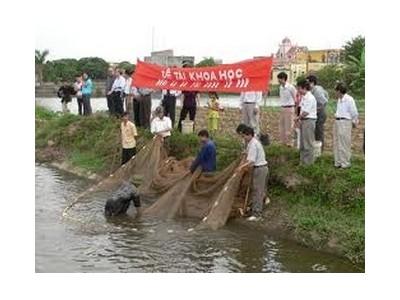 Sản Xuất Giống Cá Rô Phi