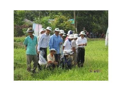 Giống Lúa Lai Cho Vùng Lúa Tôm