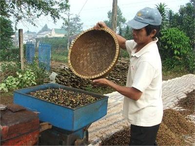 Ngành Hàng Cà Phê Đang Bên... Bờ Vực