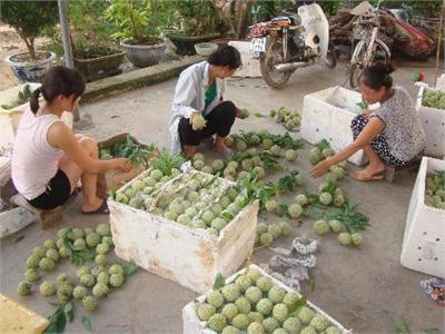 Nông Đặc Sản Quảng Ninh Na Dai Đông Triều