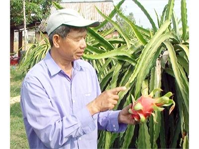 Thu Tiền Tỷ Từ Thanh Long Ruột Đỏ