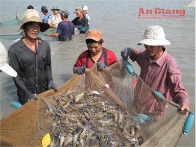 Tôm Càng Xanh Toàn Đực Cứu Nông Dân