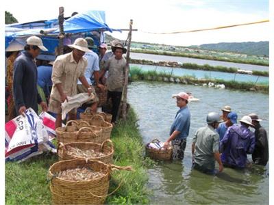 Cần Hỗ Trợ Mạnh Để Ngư Dân Phát Triển