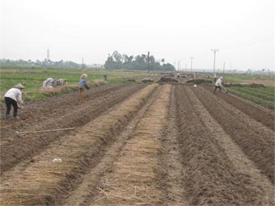 Điểm Sáng Trong Phong Trào Trồng Khoai Tây Vụ Đông