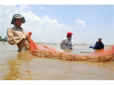 Nóng Nạn Bơm Tạp Chất Vào Tôm