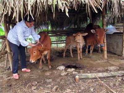 Tân Sơn Tập Trung Xóa Đói, Giảm Nghèo