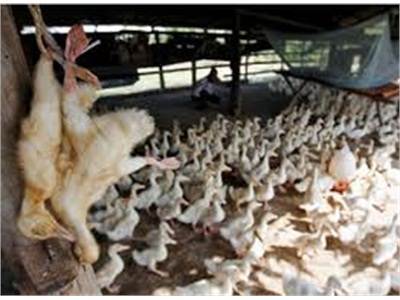 Trà Vinh Phát Hiện Gia Cầm Nhiễm Virus H5N1