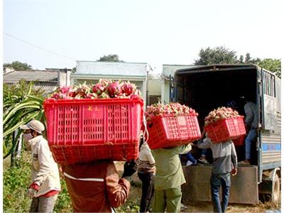 Vì Sao Thuế Kinh Doanh Thanh Long Vẫn Thất Thu?