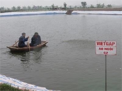 Bình Thuận Triển Vọng Từ Mô Hình Nuôi Tôm Theo Quy Trình VietGAP