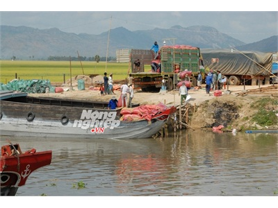 Lúa Rớt Giá Mùa Giáp Hạt, Thị Trường Trung Quốc Án Binh Bất Động!