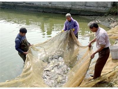 Tuyên Quang Tổng Kết Mô Hình Nuôi Cá Rô Phi Đơn Tính Bằng Phương Pháp Mới