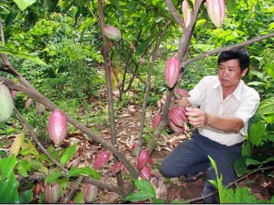 Cơ hội ca cao