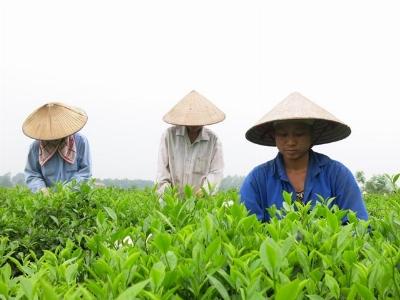 Học làm giàu bằng trồng chè an toàn