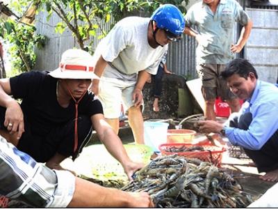 Nông dân Hồng Dân trúng đậm tôm càng xanh