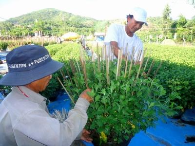 Nông dân Phù Mỹ tất bật chăm hoa cúc Tết