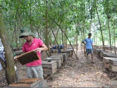 Nuôi ong, một vốn bốn lời