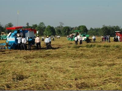 Thăng hoa nghề trồng lúa