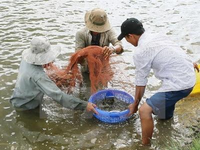 Tôm nuôi được giá nhưng mất mùa, bà con nông dân điêu đứng