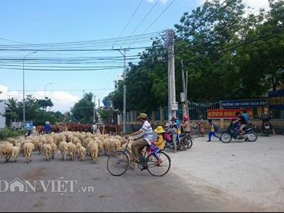 Về Phan Rang - vùng đất xe cộ nhường đường cho cừu và bò