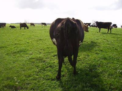 Diseases of Cattle: PASTURE BLOAT