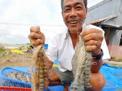 Tôm nước lợ ngược dòng ngoạn mục, tạo bất ngờ lớn