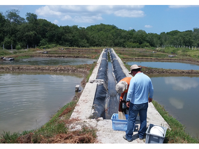 Effect of a Functional Feed Additive on Productivity in Ecuadorian Shrimp Farming