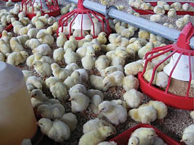 Broiler breeder performance enhanced by nutrition