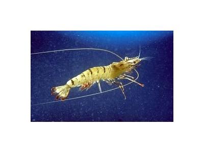 More Australian Prawn Farms Report White Spot Disease