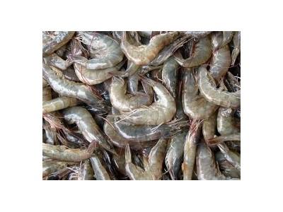 Latvian Shrimp Farm to Expand, Launch Sales to Scandinavia, Russia