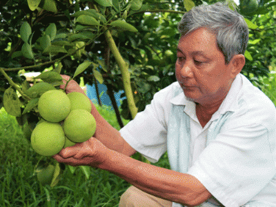 Hội hỗ trợ, nông dân đổi đời nhờ cam xoàn