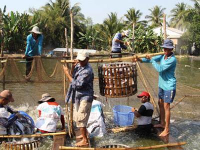 Không lo thiếu cá tra để xuất khẩu sang Trung Quốc