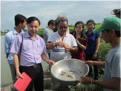 Hiệu quả bước đầu của mô hình nuôi tôm càng xanh toàn đực trên vùng đất chuyển đổi