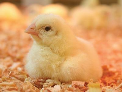 7 additives to replace antibiotics in US broiler feeds