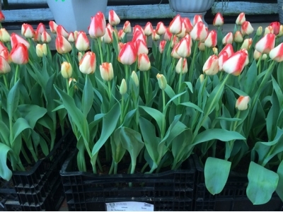 8 giống hoa tulip phù hợp trồng vụ đông miền Bắc