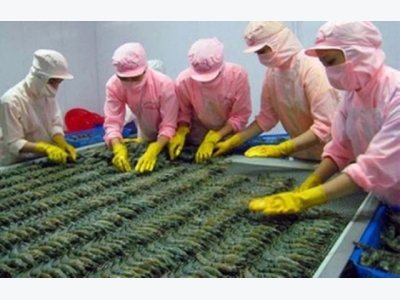 China to become second largest importer of Vietnam shrimp