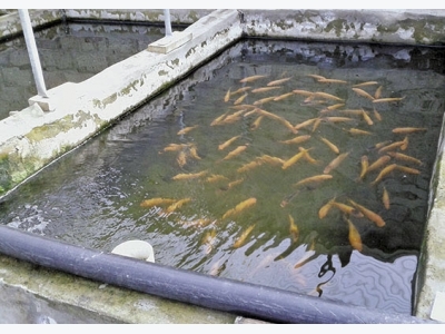 Fish breeding dos & donts