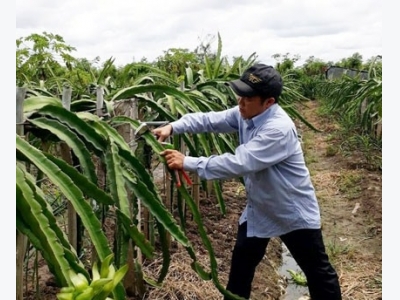 Experts urge expanded cultivation of fruit exports