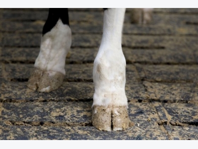 Artificial intelligence for better lameness control