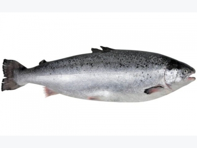 GM canola derived lipids could replace fish oil in salmon feed