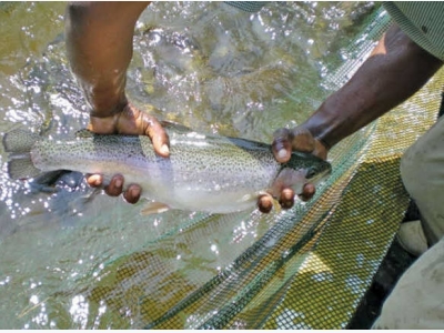 Fish farming in Winter