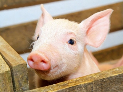 Essential oil and enzyme blend may boost piglet health