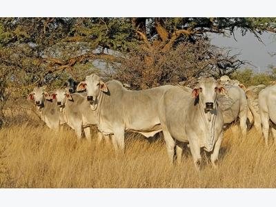 Breeding Brahman cattle with superior genetics