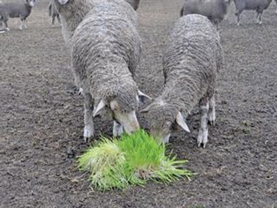 The value of instant green feed as livestock fodder