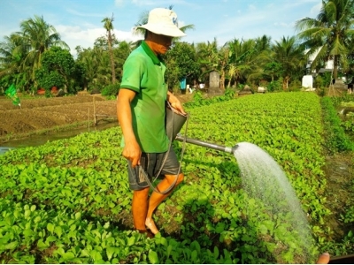 Tiền Giang phát triển rau VietGAP