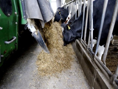 Chromium use in transition cows